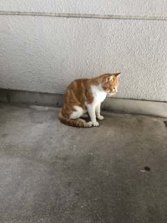 �ŋ߂悭����L�l